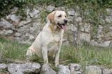 LABRADOR 848